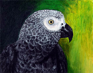 Amazon Gray bird oil pet painting by artist Donna Aldrich-Fontaine