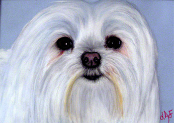 Opus pastel dog pet portrait by fine artist Donna Aldrich-Fontaine